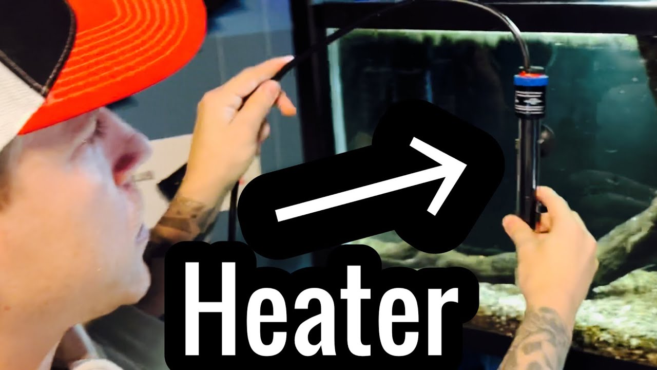 How to: Aquarium Heater Setup & Use