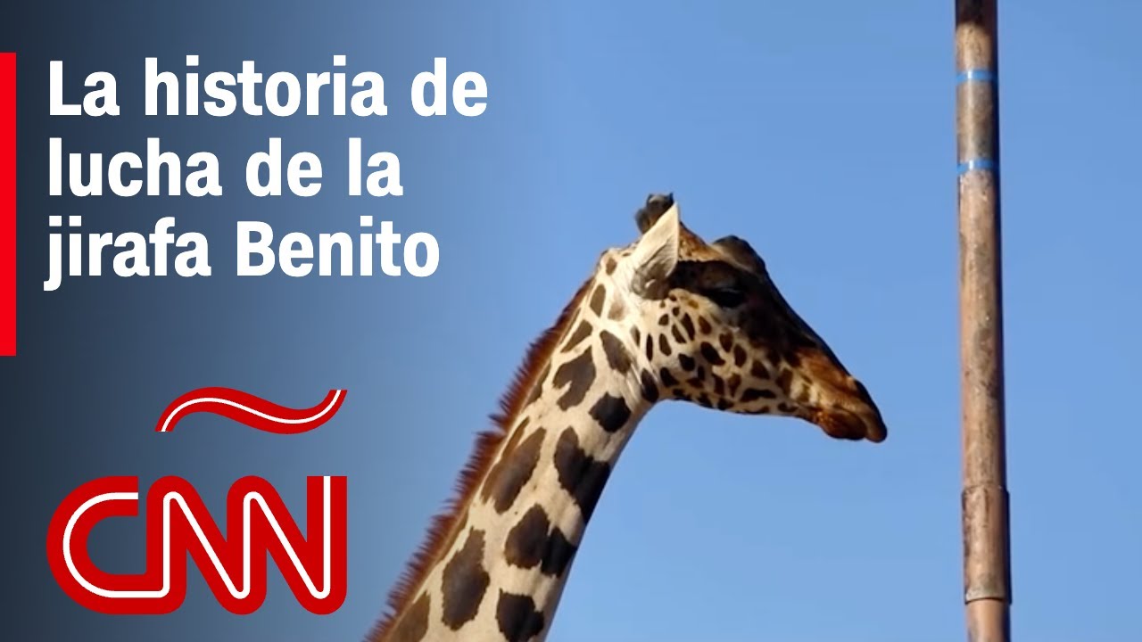 La historia de la jirafa Benito, que atravesará medio México hacia una reserva natural para salvarse