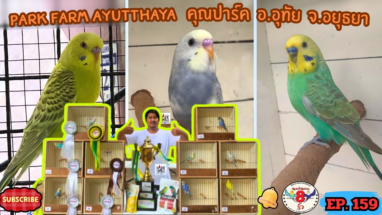 หงส์หยกแปดริ้ว EP.159  Park Farm Ayutthaya   คุณปาร์ค  อ.อุทัย  จ.อยุธยา