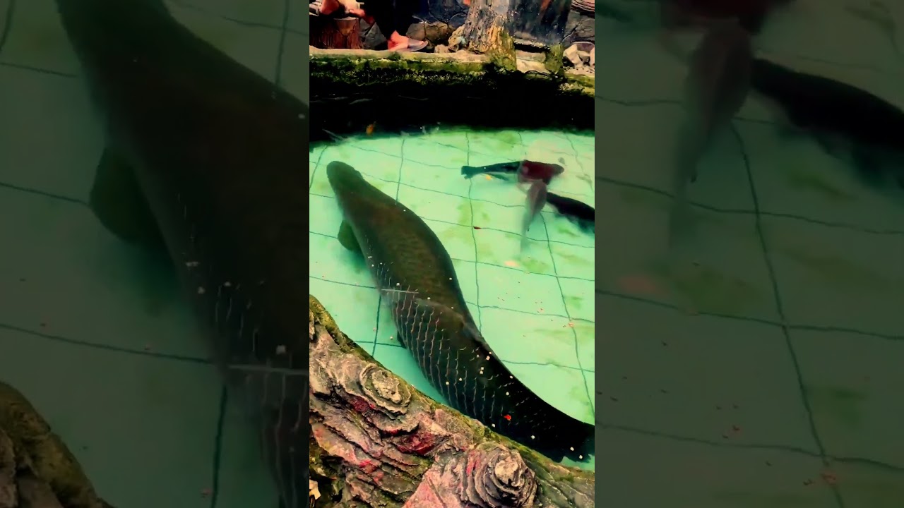 Ikan Monster Paling Ganas #shosts #shortvideo #youtubeshorts #yearofyou