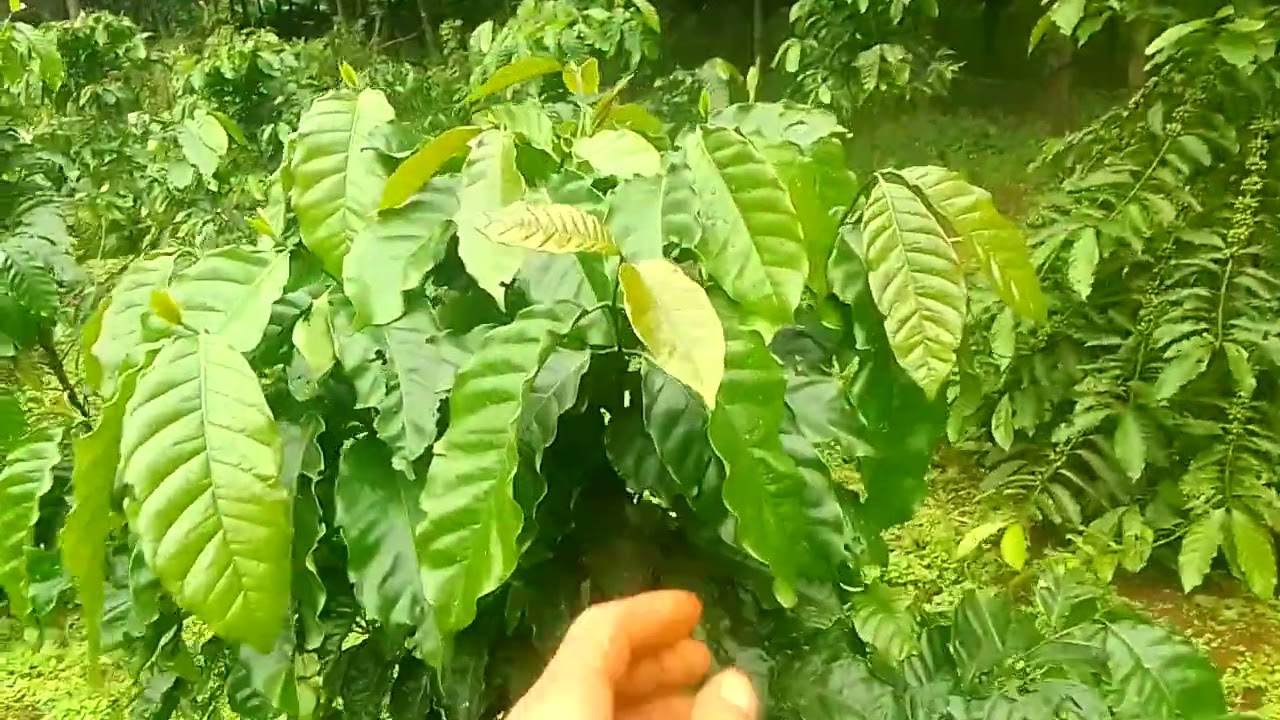 Review cho mọi người dùng Bio36 and 30-10-10+Te và cải kết