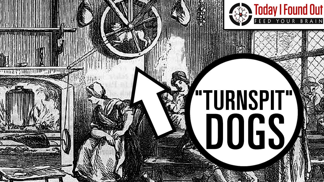 The Curious Tale of Turnspit Dogs (Re-Issue)