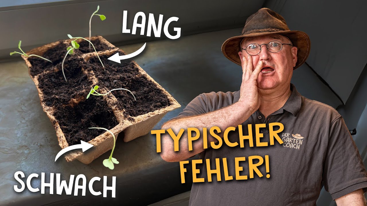 Der häufigste Fehler bei der Anzucht! 🌱 Jungpflanzen retten bei Geilwuchs