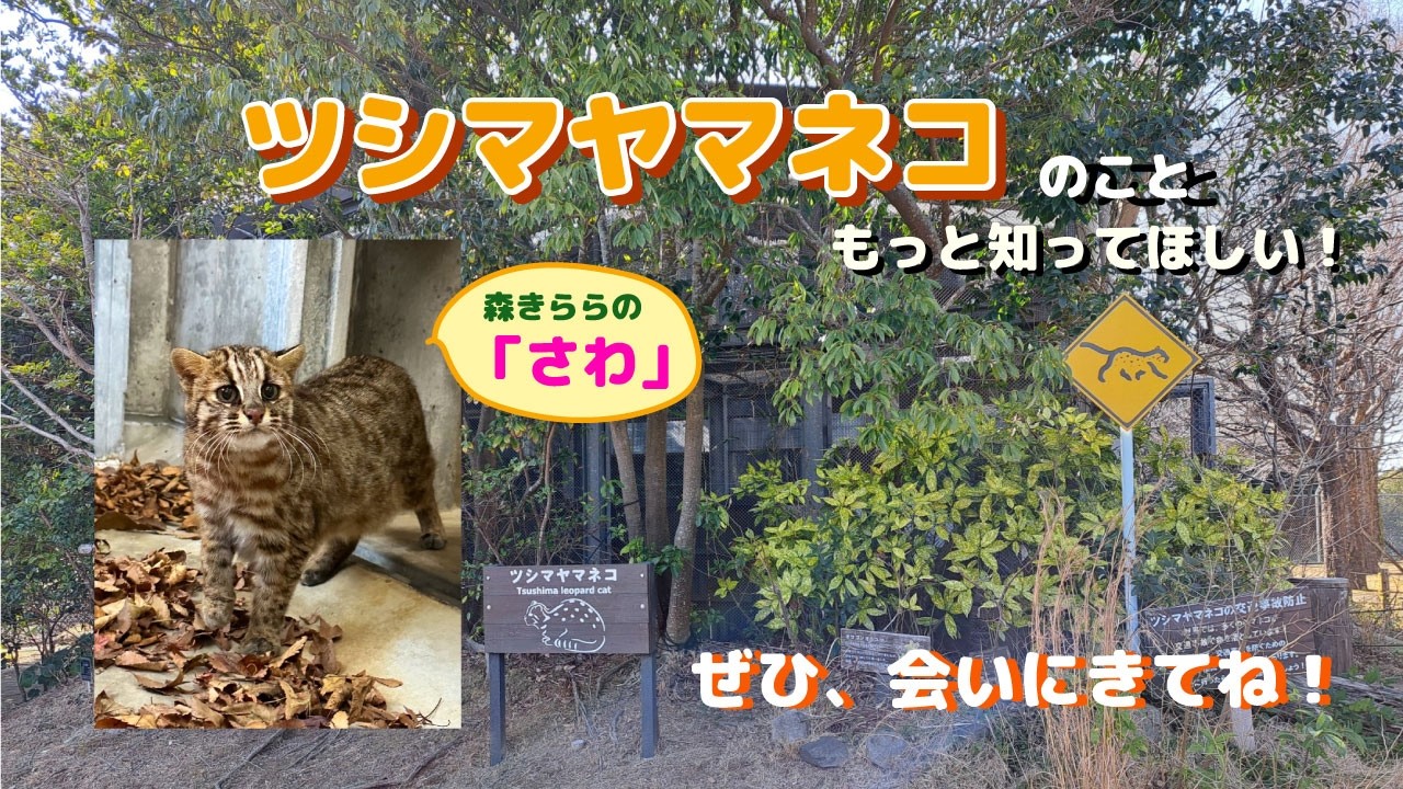 【森きらら公式】森きらら配信vol.3「ツシマヤマネコのおはなし」