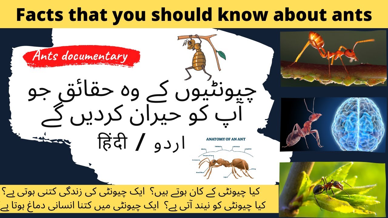 Ants Documentary in Urdu/Hindi |  چیونٹی کی زندگی | Facts of Ant | #storyplanet