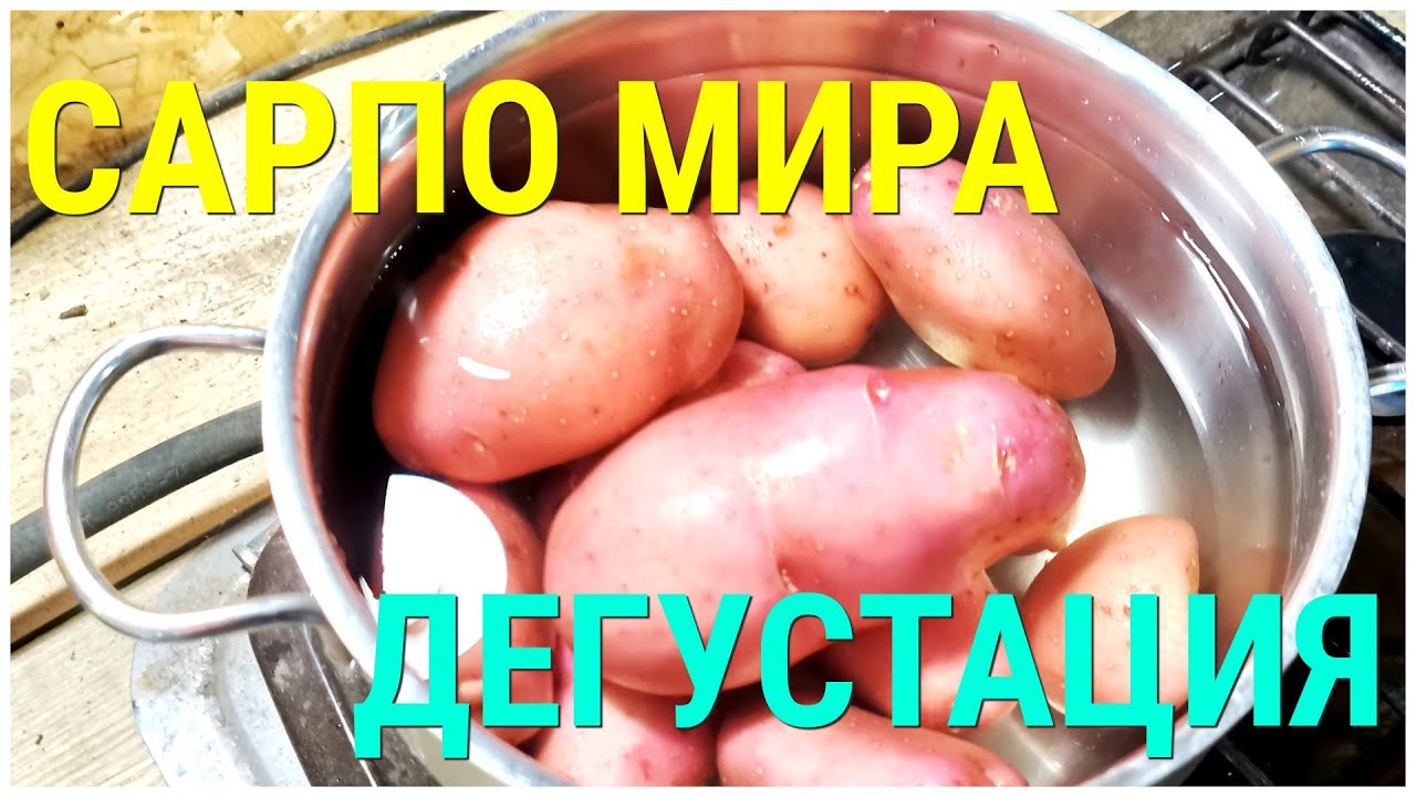 Сарпо Мира дегустация сорта картофеля победившего фитофтору