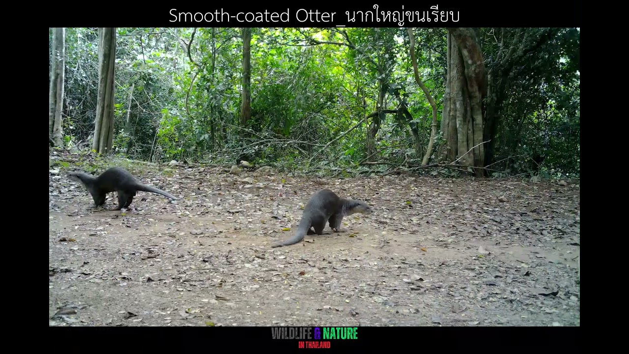 สัตว์ป่าเมืองไทย ใครคือดาราหน้ากล้อง Camera Trap. Wildlife Trail Camera in Forest Station K3 2#5 68