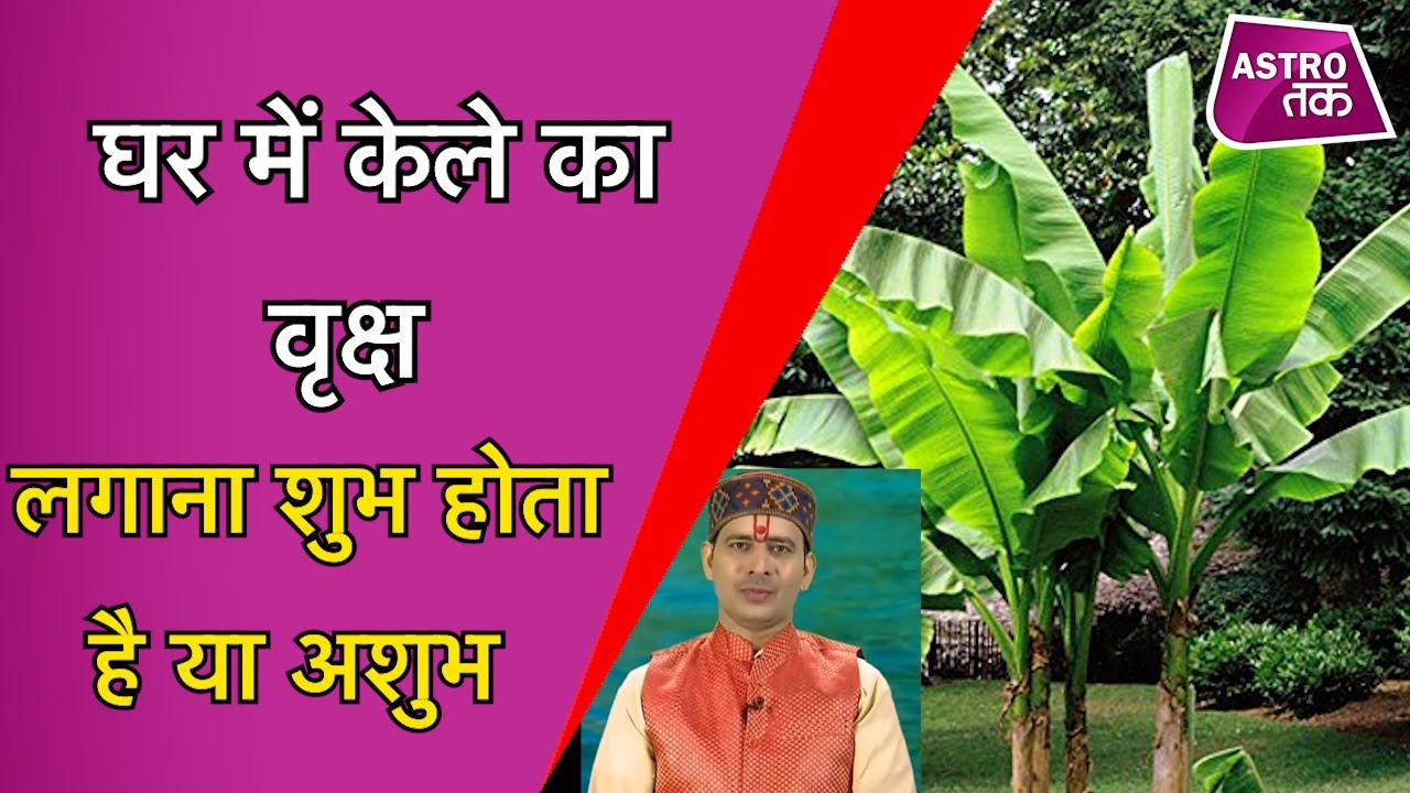 घर में केले का वृक्ष लगाना शुभ होता है अशुभ | Vinod Bhardwaj | Astro Tak