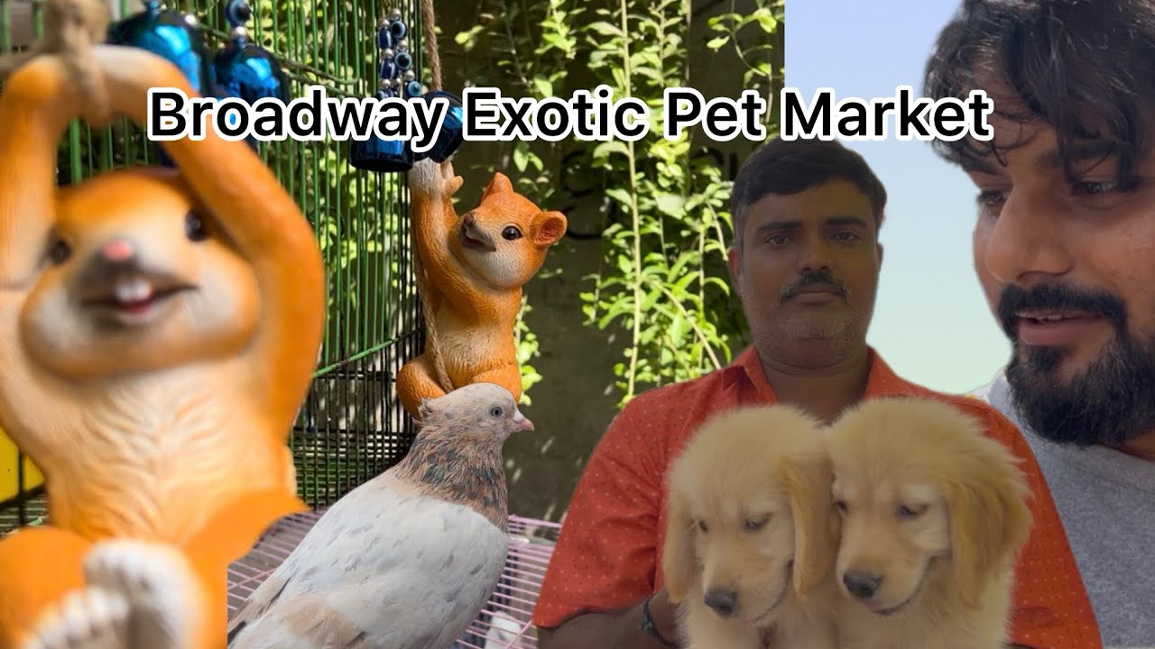 Visiting Broadway Pet Exotic Market Chennai | Sunday Market | Latest update #petsvlogs 
