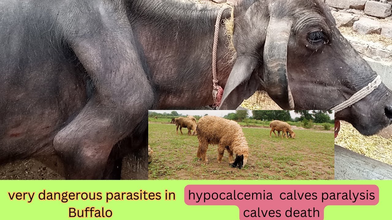 very dangerous parasites in Buffalo calves | hypocalcemia | calves paralysis |calves death