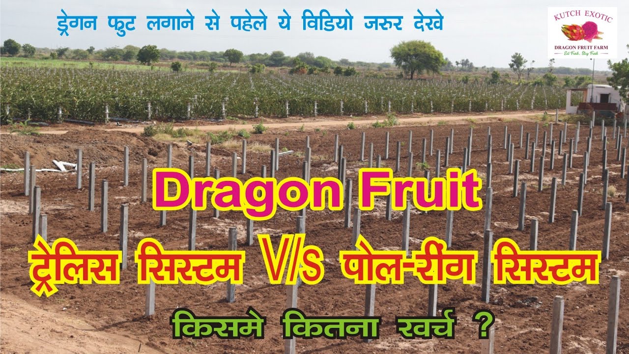 Dragon fruit Trallis system V/s poll Ring system l Dragon fruit Farming in india