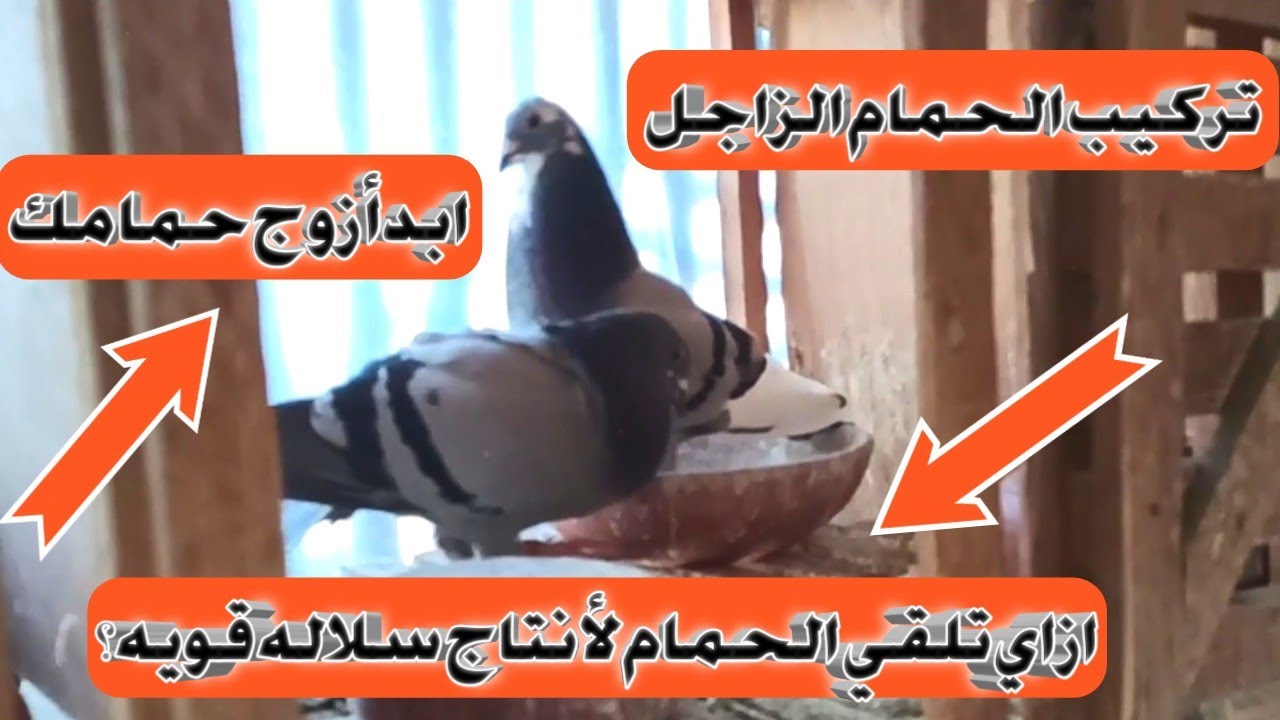 اتعلم طريقه تزاوج الحمام الزاجل لأنتاج سلاله قويه (لقو الحمام الزاجل)