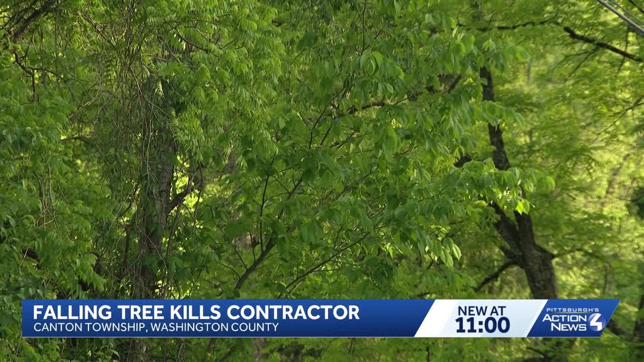 Contractor killed by tree in Washington County, coroner says