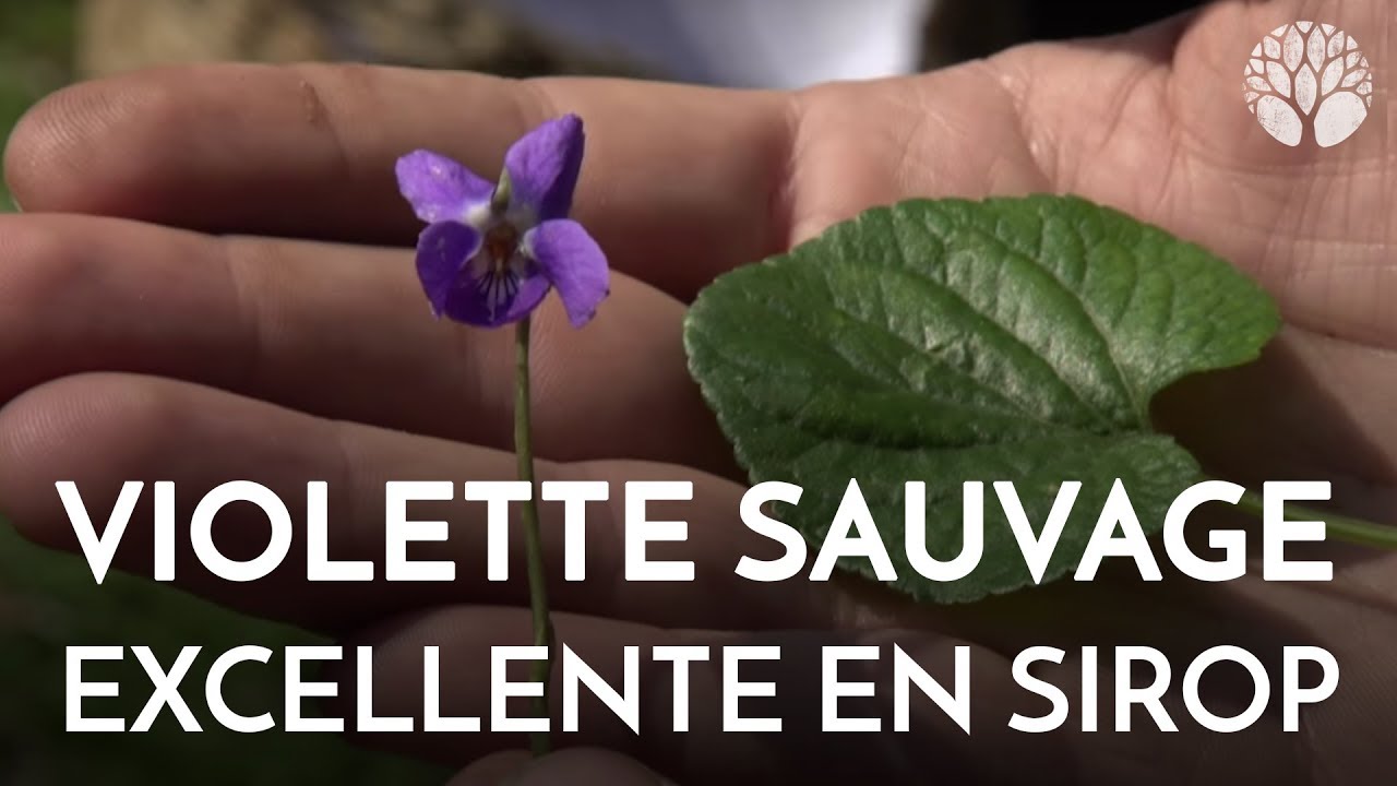 La violette sauvage excellente en sirop