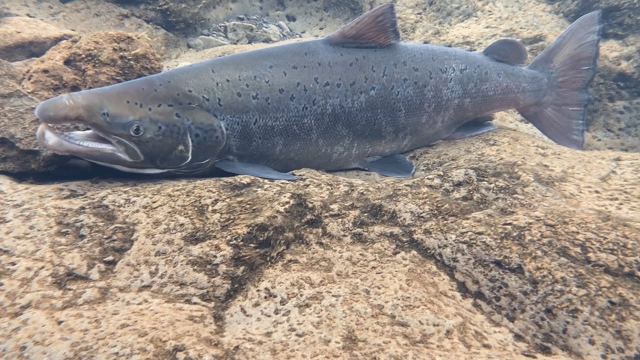 Huge 20 pound salmon caught in Iceland!