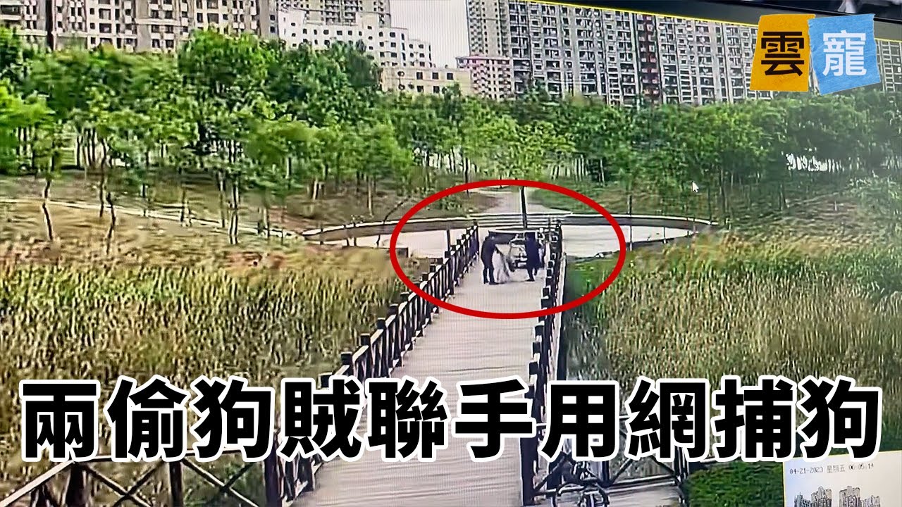 偷狗現場，旁邊遛狗人觀摩全過程，無動於衷...