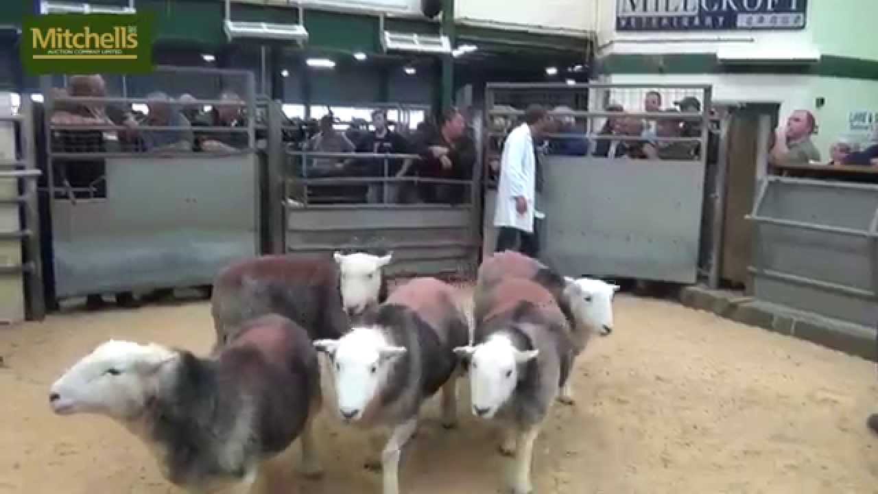 Cockermouth Herdwick Ewes