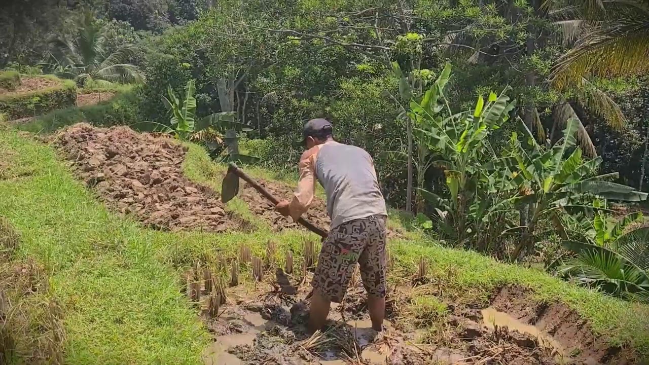 Primitive Farming: Hoeing the Soil Without Machines _FarmersLife _Shorts