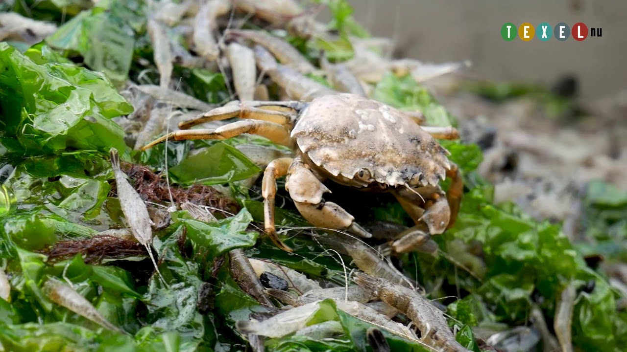 Garnalenvissen op de Waddenzee met de TX20!