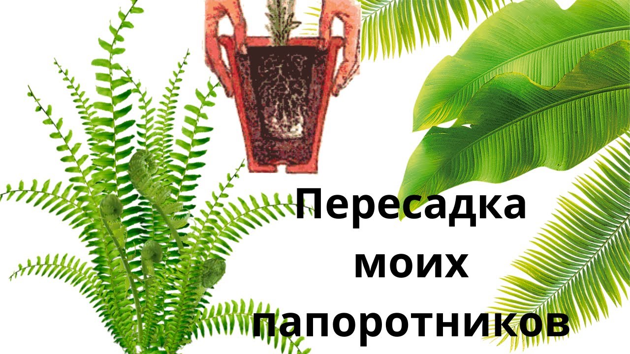 Пересадка и перевалка комнатных папоротников (нефролеписов)