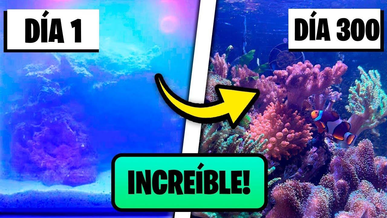 Я создал КОРАЛЛОВЫЙ РИФ 🐠🪸 в своем морском аквариуме
