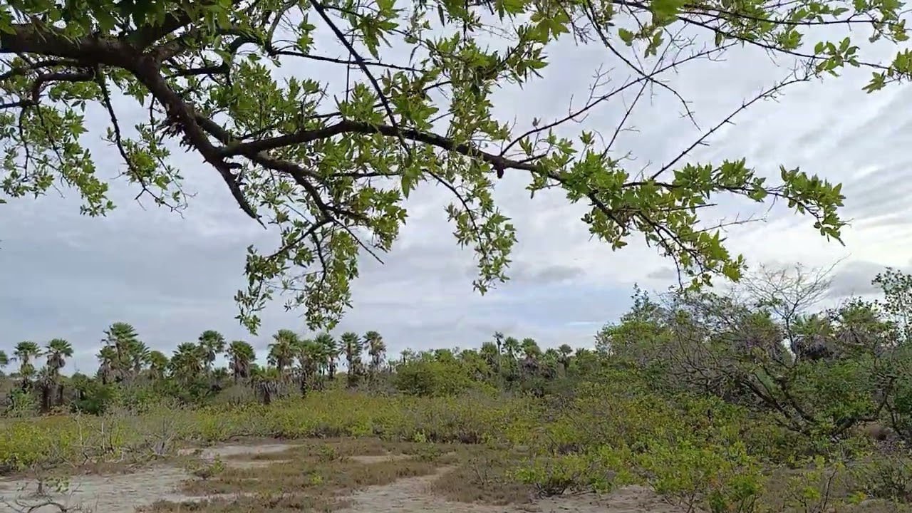 Natureza livre, é linda.