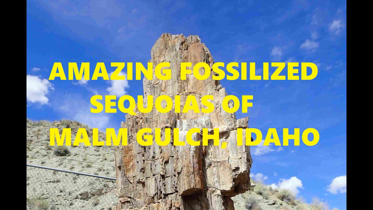 The Fossilized Sequoias and Outstanding Geology of Malm Gulch, Idaho