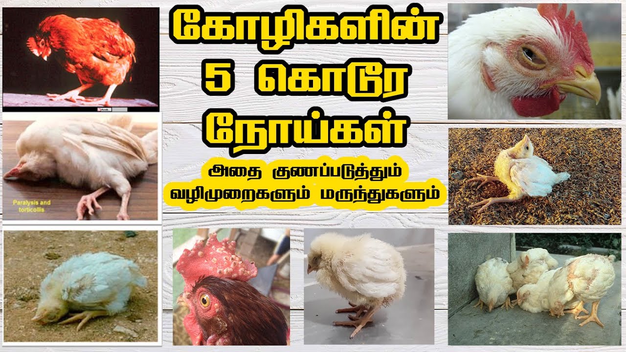 கோழிகளின் 5 கொடூர நோய்கள் | Top 5 Chicken Diseases and its medicines | asil/aseel rroter சண்டை சேவல்