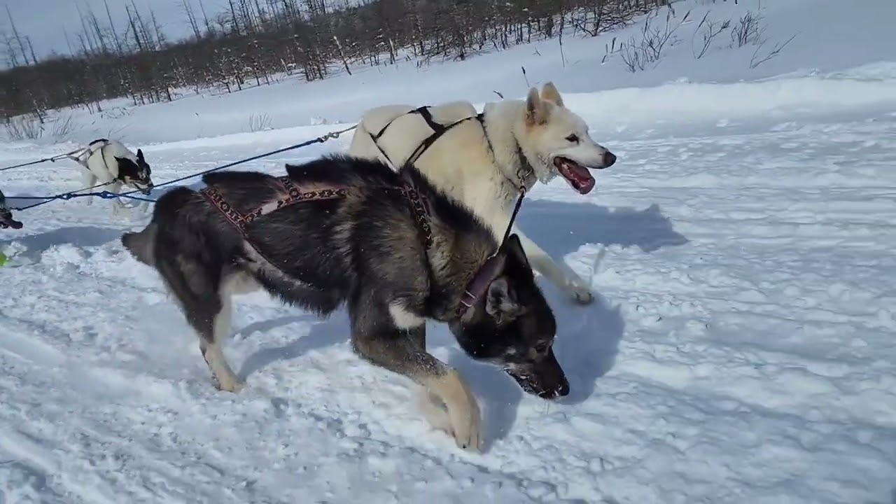 Northern pines sled race fun run