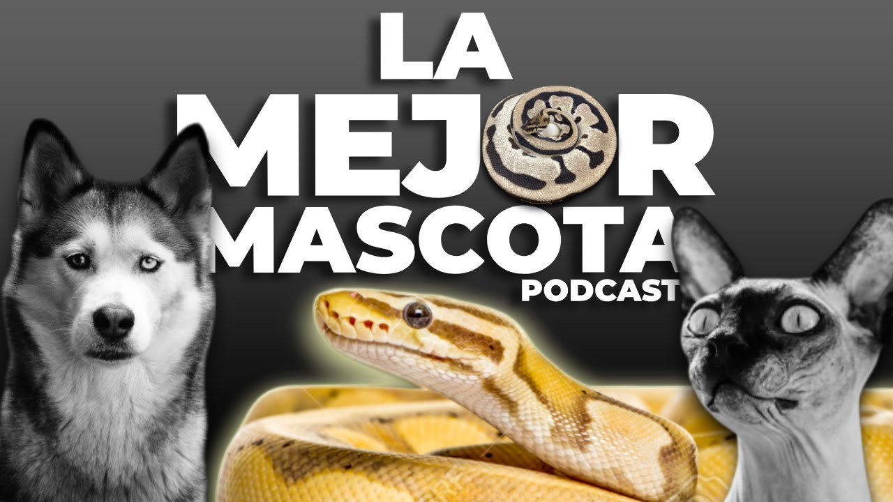 PODCAST #12 | Pitón Bola, La MEJOR mascota que puedes tener.