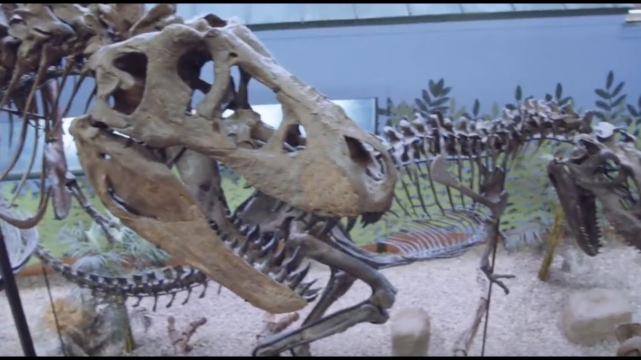 Visit Wichita | Museum of World Treasures | A Gateway To Entertainment And Education