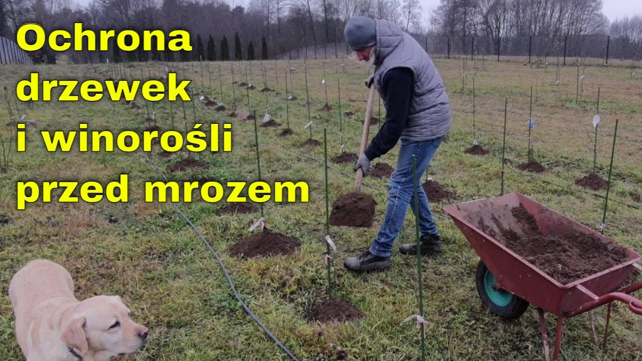 Chronimy młodą winorośl i drzewka owocowe przed mrozem- kopczykowanie w pierwszym roku po posadzeniu