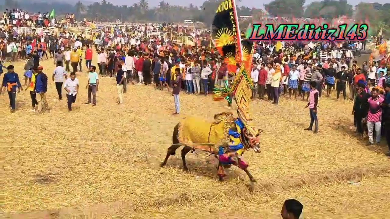 Gopasandram Jallikattu part 2 @LMEditiz143  கோப்சத்திரம்  அத்துக்கட்டு ஜல்லிக்கட்டு வீடியோ