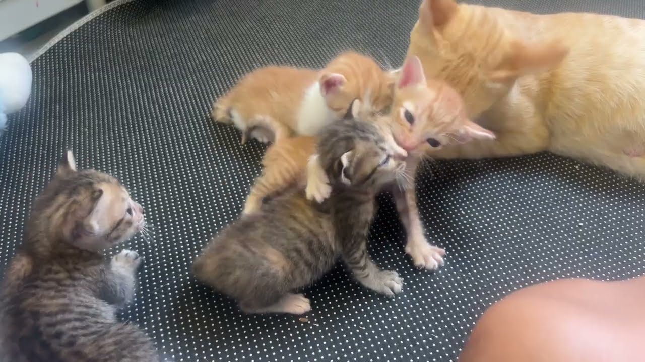 Stray Mama Cat Raises Kittens in the Most Surprising Place.#cat #cute #catmeow #kitten #adoptstrays