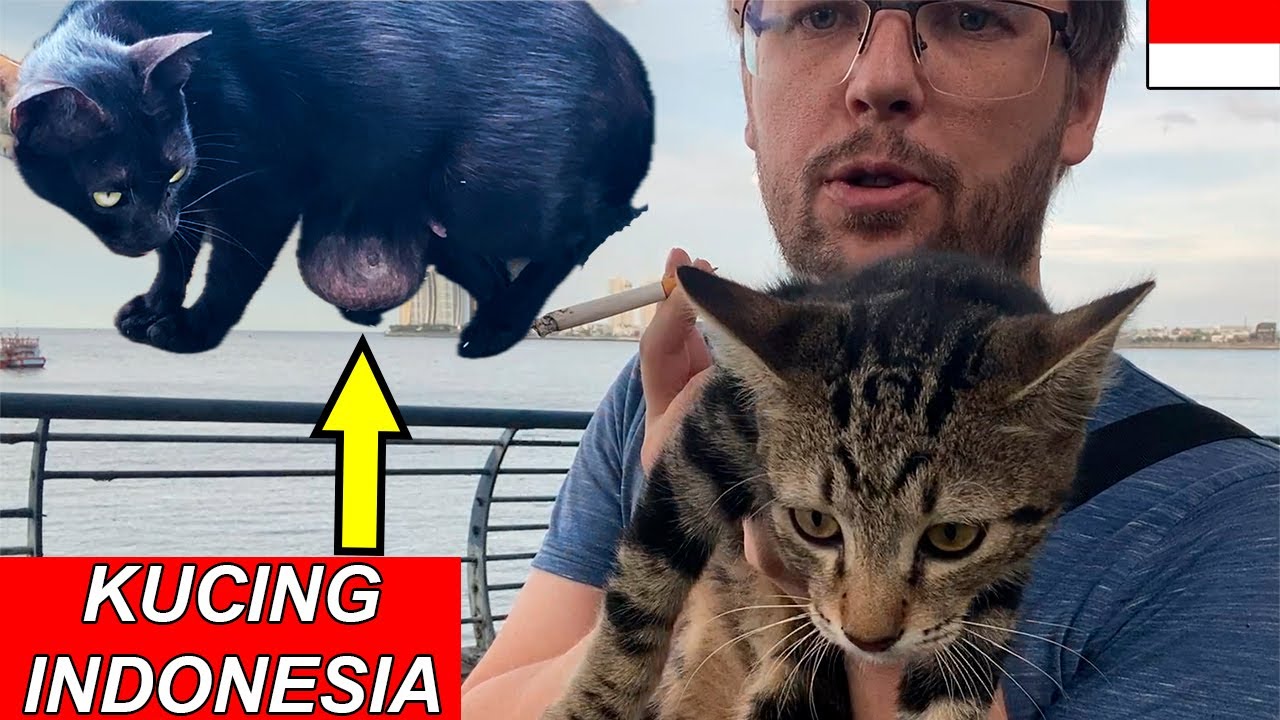 STRANGE INDONESIAN CATS 🐱🇮🇩 BULE SHOCKED 😮
