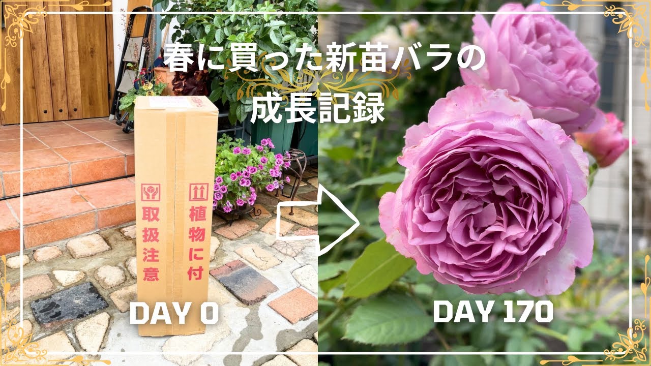 【成長記録】春に買ったバラの新苗が花を咲かせました！