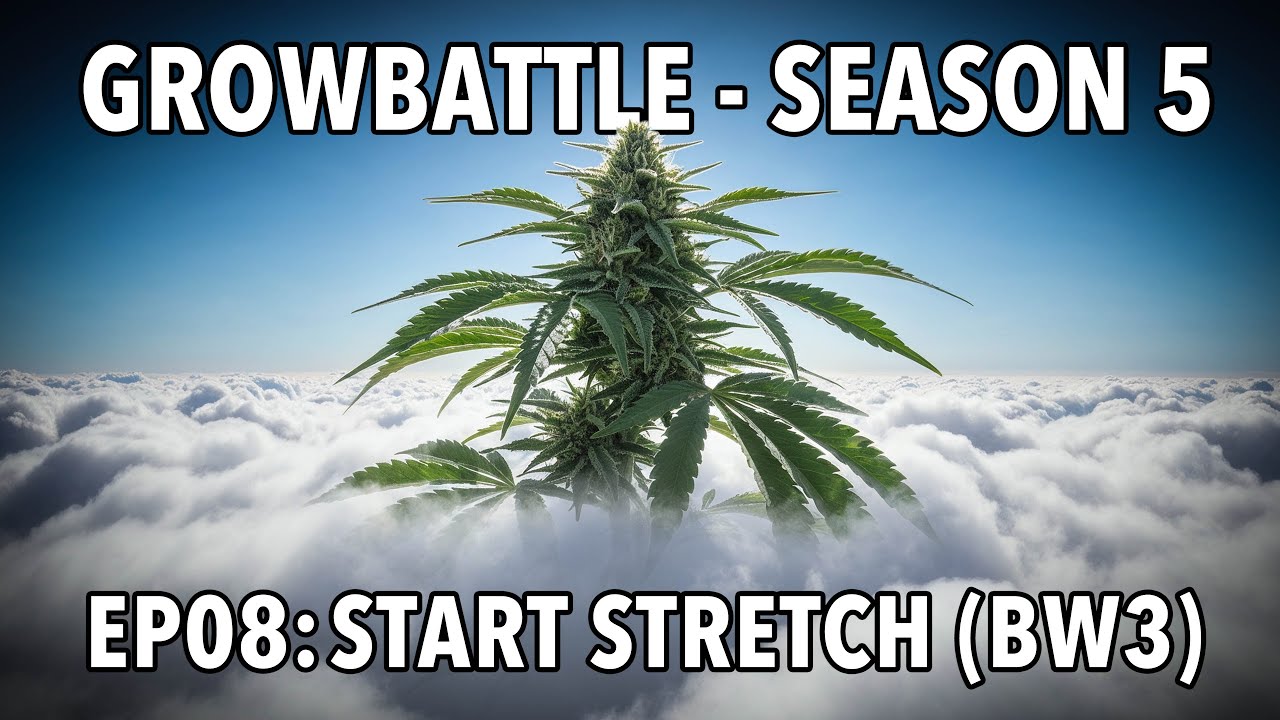 GROWBATTLE 5 💥 BASE vs  BOOST 🥦 EP08 STRETCH BW3 🌱 2x Wifi OG Haze 💪🏻 by Vivosun