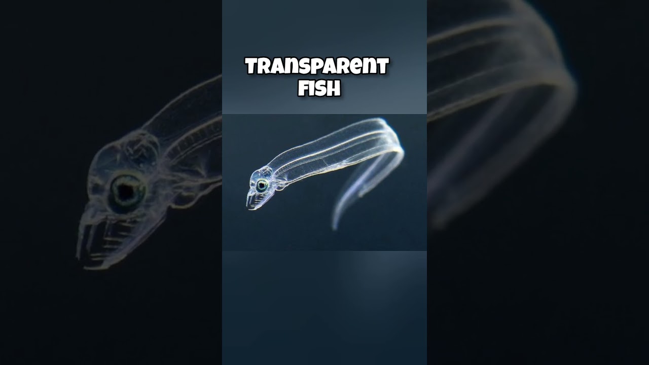 Transparent animals you won't believe exist | #facts #shorts #dog #animals #fish