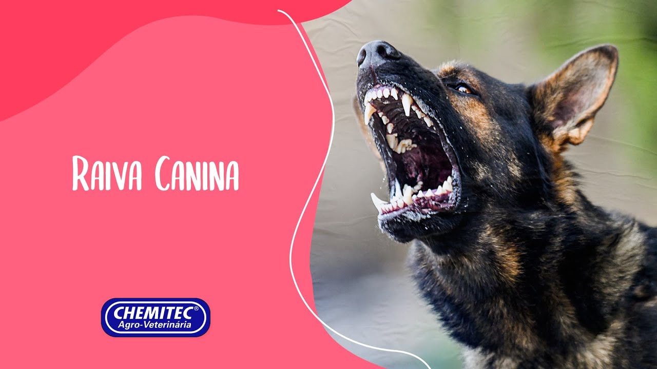 Raiva Canina: Sintomas, preven&ccedil;&atilde;o e como proteger seu cachorro