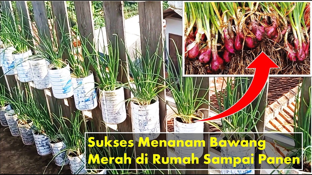 Cara Menanam Bawang Merah di Rumah Sampai Panen [Growing Onions]