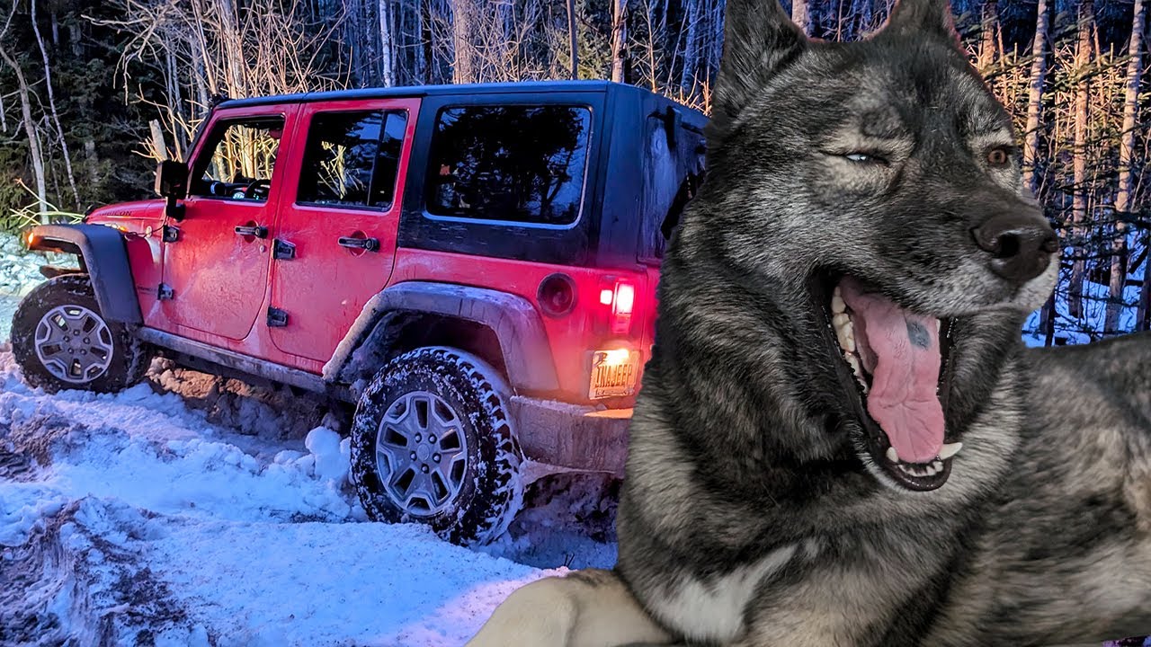 Did he Get Stuck?  Maybe the Dogs Should Pull Them Out!