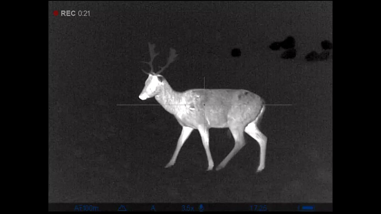 Fallow deer hunting. Daniel skvrnity. Pulsar trail 2 lrf xq50. Thermal imaging scope