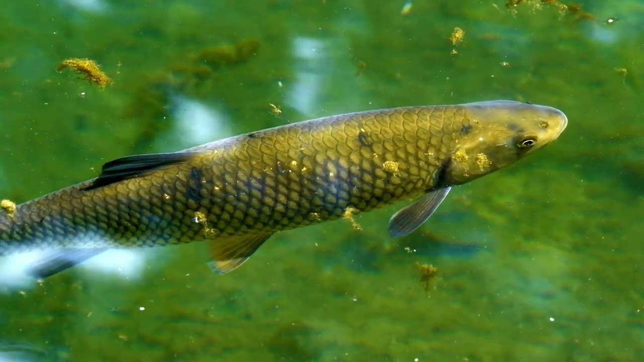 Bucata mare de ten la suprafata apei!