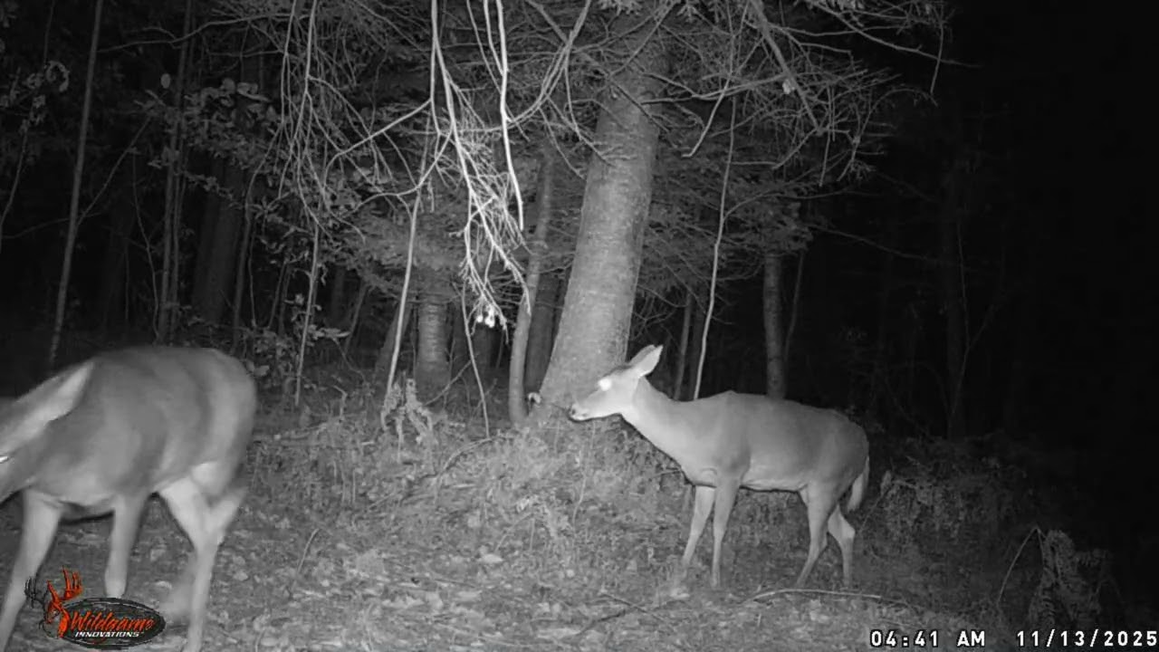Deer party in the back 40