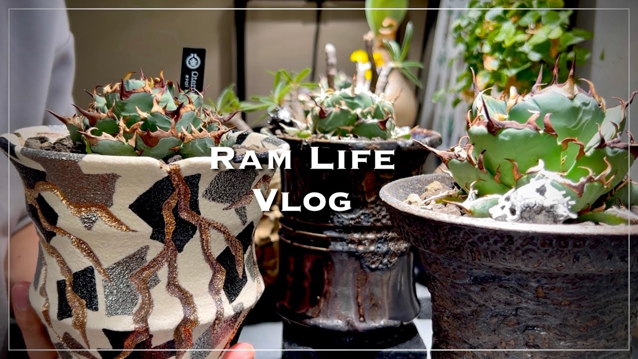 とある朝の植物好きの水やりルーティン/お気に入りアガベ紹介/アガベ・塊根植物