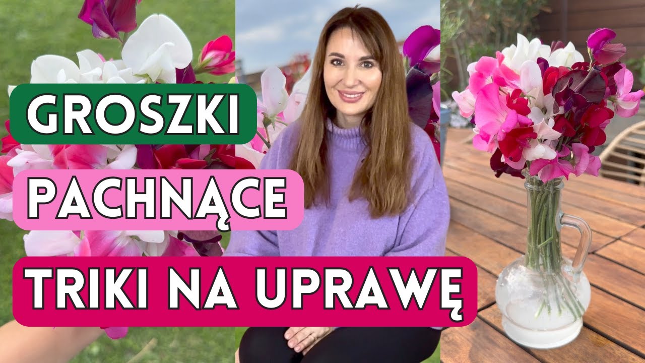 GROSZKI PACHNĄCE - SPRAWDZONE TRIKI NA PIĘKNE GROSZKI DO BUKIETÓW
