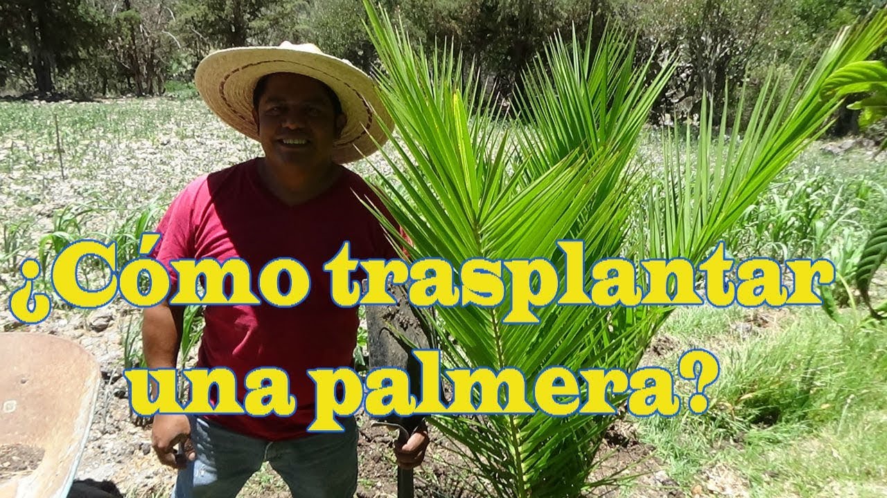 ¿Cómo trasplantar una palmera?
