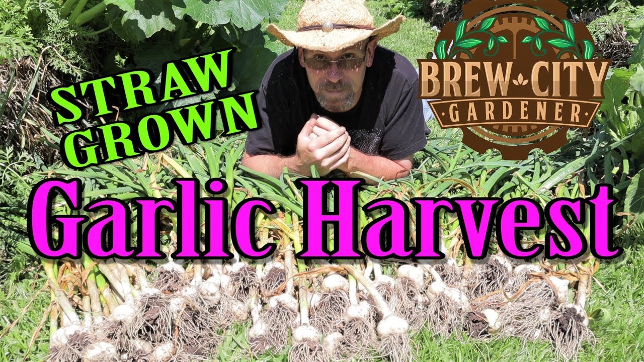 Growing Garlic in Straw - Harvest and Results