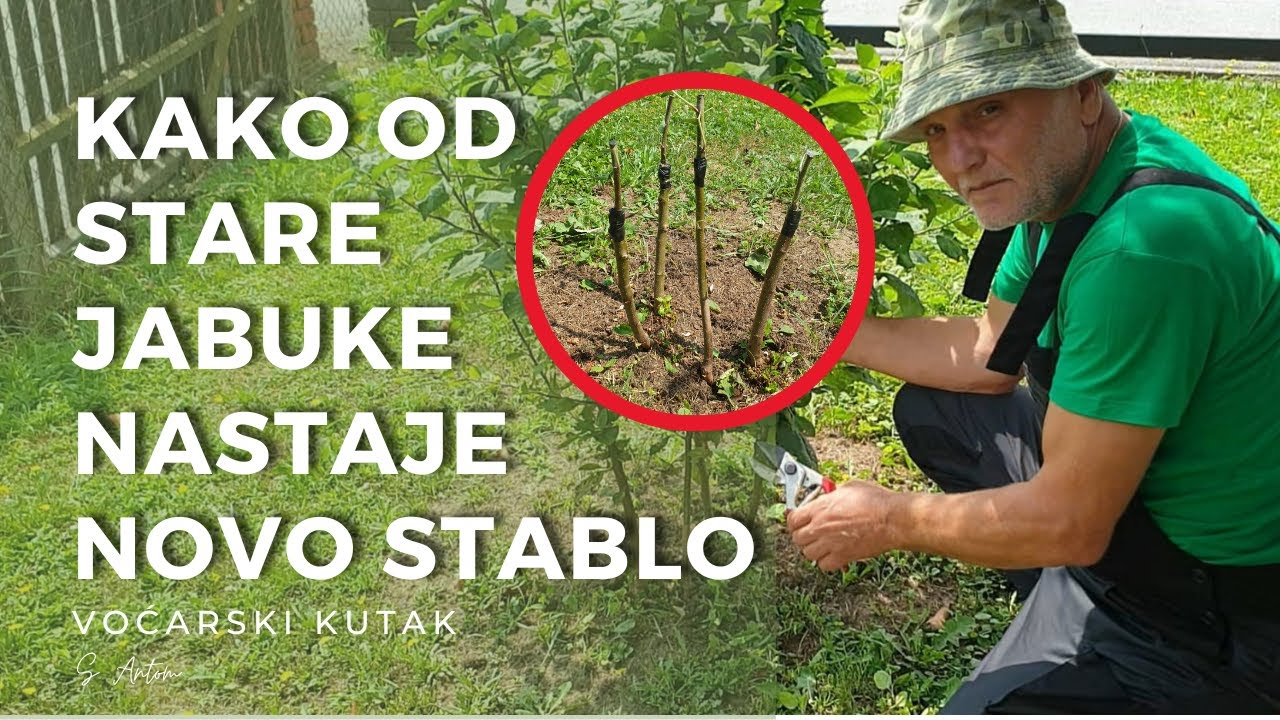 Kako Od Stare Jabuke Nastaje Novo Stablo - How an Old Apple Turns into a New Tree