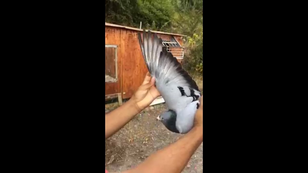 آلحمد لله اربعة حماماة من مسافة 1050 كيلو متر،و ديمة لولاعة